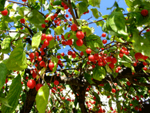 Brilliant red berries from bush in the gardens around The Village Inn on the side facing The Silvertree Deli in Suttons Bay